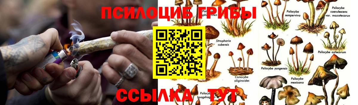 Галлюциногенные грибы Psilocybine cubensis Бирск